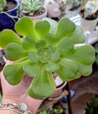 Aeonium arboreum ‘Magnificum