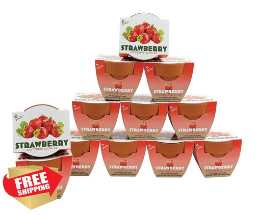 Buzzy alpine strawberry - alpine, grow