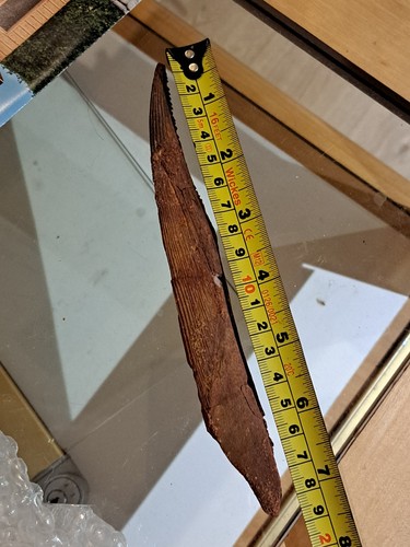 Fossil hybodus shark - hybodus, spine