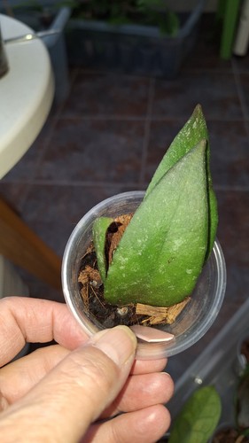 Hoya caudata sumatra - hoya,
