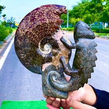 4.87LB  Rare! Natural Tentacle Ammonite FossilSpecimen Shell Healing Madagascar