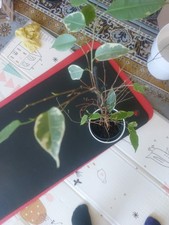 Ficus Benjamin's  67cm