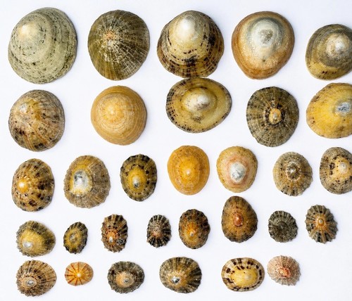 Natural limpet shells mixed - limpet,