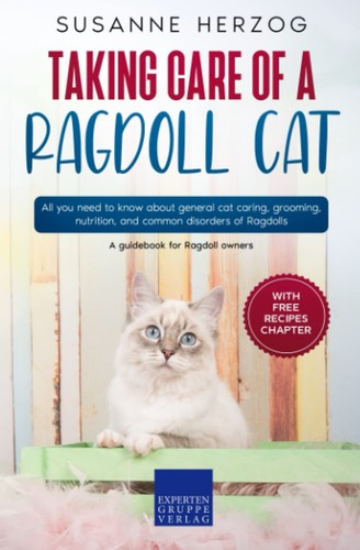 Taking care ragdoll - ragdoll, cat