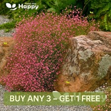 Baby's Breath Crimson Red -