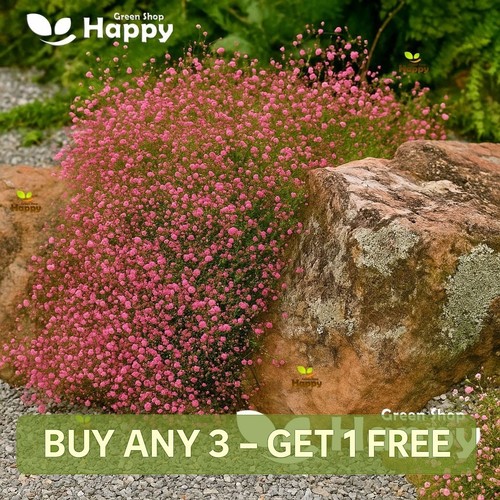 Baby breath crimson red - baby's,
