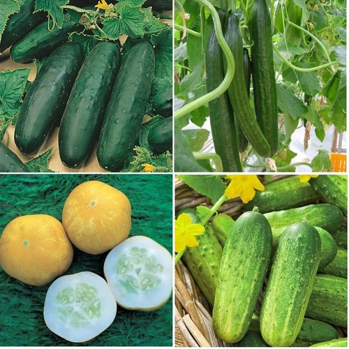 Cucumber plug plants - x5,
