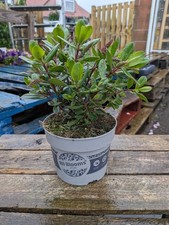 Pink Flowering Hebe Shrub | 13