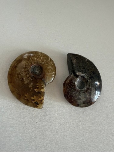 Ammonite fossil pair natural - ammonite,