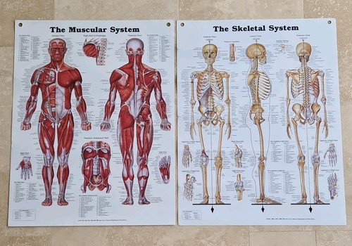 Large laminated anatomy - large,