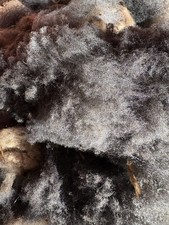 Pedigree Coloured Ryeland Raw Wool Fleece