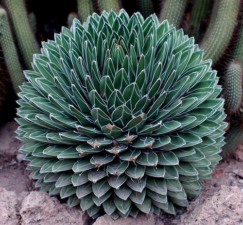 Agave victoria reginae - agave,