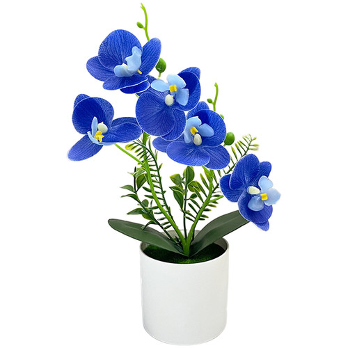 Indoor orchid potted plants - orchid,