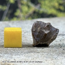 Ouranosaurus dinosaur tooth