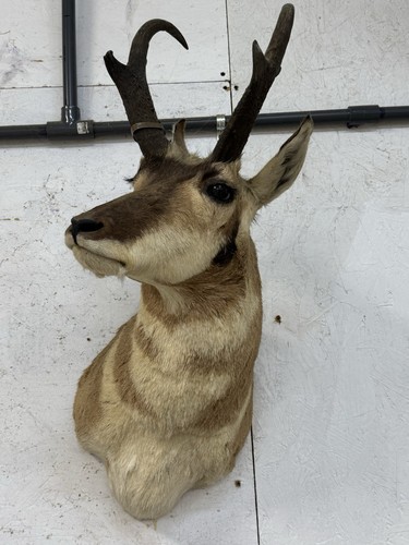 North american antelope - american,