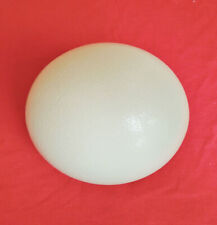 Genuine Blown Ostrich Egg Unusual Gift