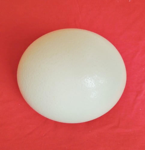 Genuine blown ostrich egg - ostrich,