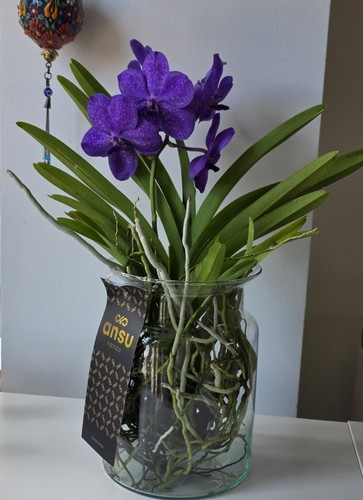 Vanda orchid bloom a - vanda,