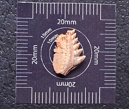 Notorynchus serratissimus cow - notorynchus,
