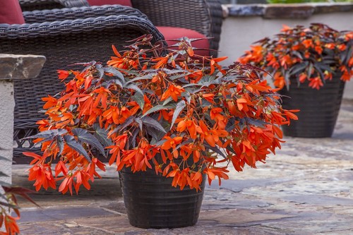 Begonia boliviensis dark leaf - dark,