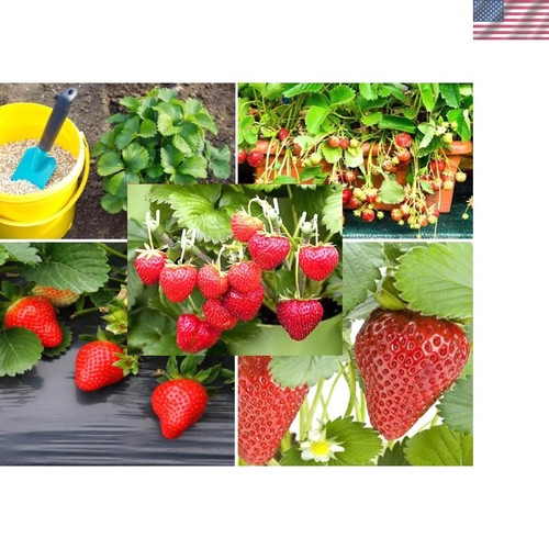 250pcs alpine strawberry fast - strawberry,