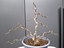 Hamamelis Bonsai Tree