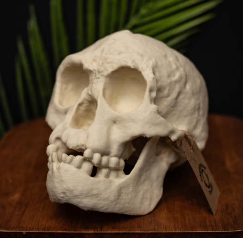 Hobbit skull replica - replica, homo