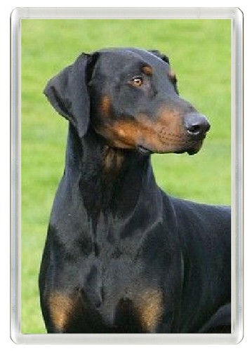 Doberman pinscher dog - pinscher,