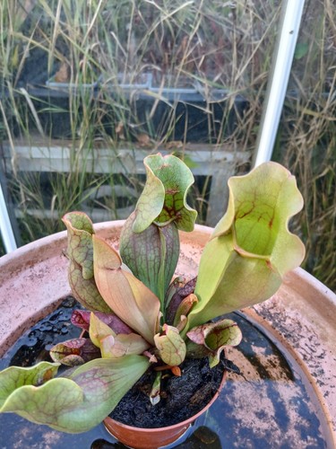 Sarracenia pitcher plant - pitcher,