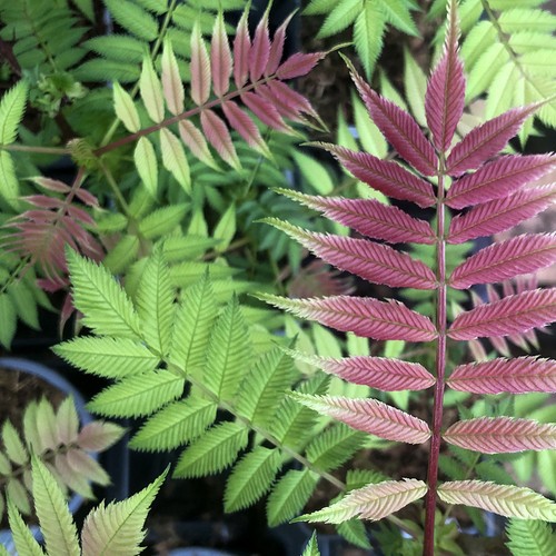 Sorbaria crimson feathers - sorbaria,