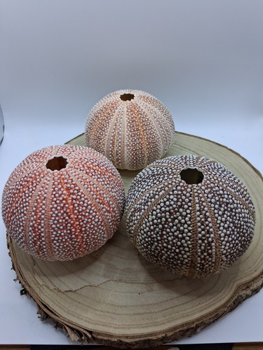 Natural sea urchin shells - urchin, set