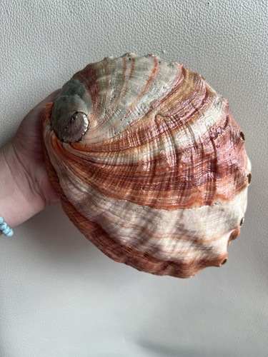 Abalone shell double - shell,