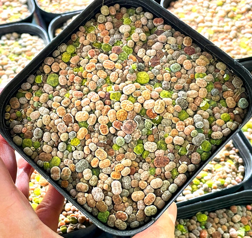 100pcs baby lithops 1 5 - baby, lithops,