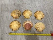 Scallop Shells Large X6