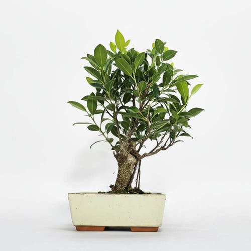 Ficus microcarpa - ficus,