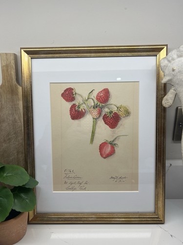 Botanical fruit prints - botanical, a4