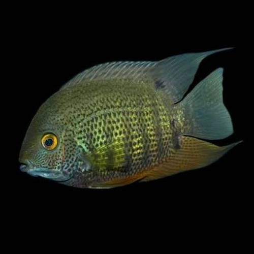 Nice green severum cichlids - 4,