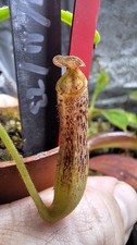 Nepenthes Vogelii,   Sale