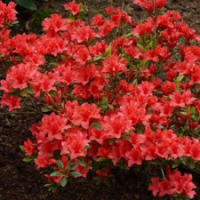 1 X AZALEA 'ORANGE BEAUTY' JAPANESE EVERGREEN SHRUB HARDY PLANT IN POT