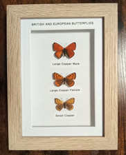 Framed Real British & European