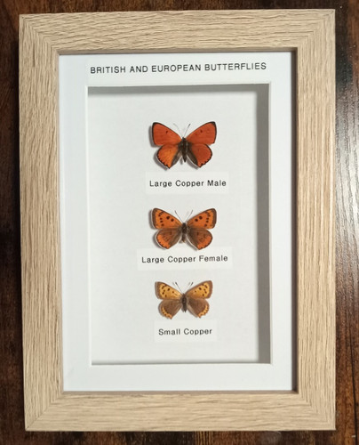 Framed real british european - real,
