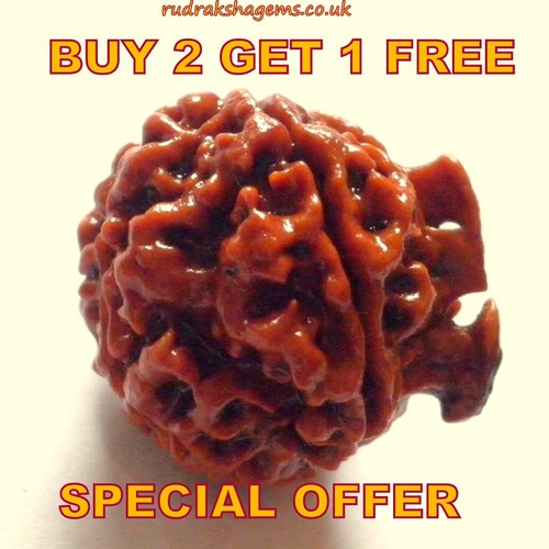 Nepalese ganesh rudraksha - nepalese,