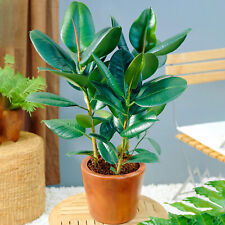 Ficus Robusta - Rubber Plant | Premium Houseplant for Sale | 30-40cm Potted