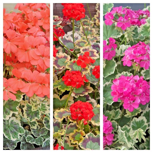 Geranium fancy leaf varieties - fancy,