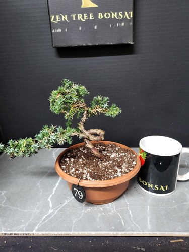 Juniper bonsai tree - juniper,