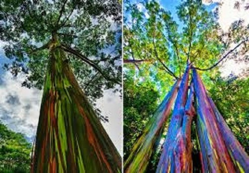 Eucalyptus deglupta rainbow - eucalyptus, (rainbow