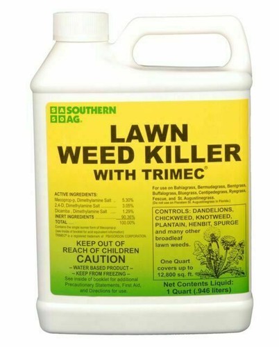 Southern lawn weed grass - southern,