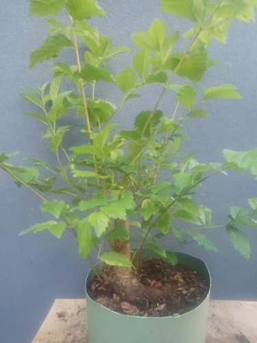 Elm bonsai tree yamadori - elm,