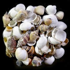 Assorted mixed craft shells