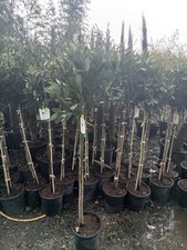 Laurus Nobilis 150cm Lollipop